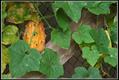 horned melon